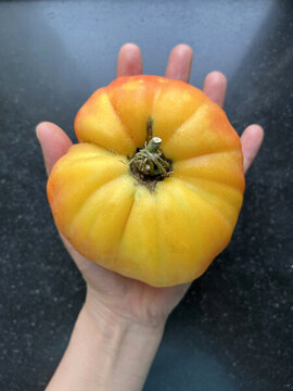 菠蘿番茄