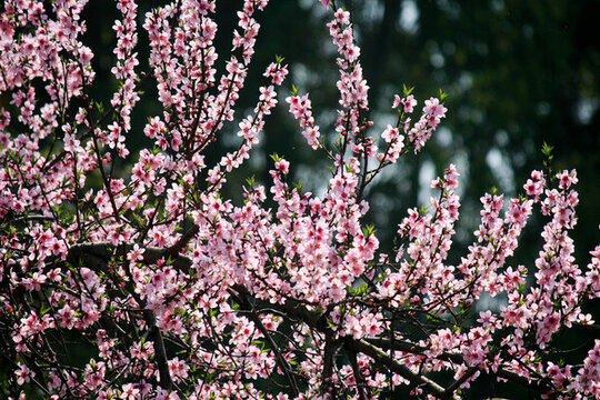 桃花樹