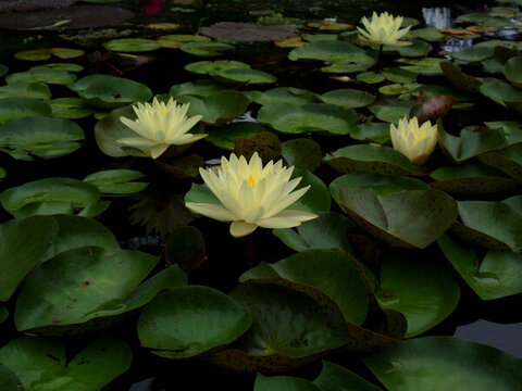 蓮花