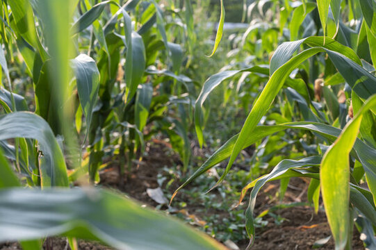 玉米地农作物甜玉米特写夏天