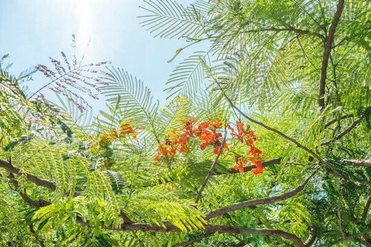 城市綠化夏日的花