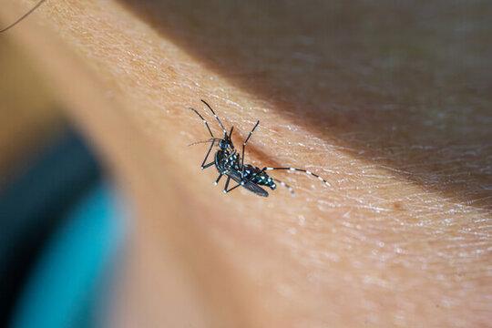 人体皮肤上蚊子在吸血