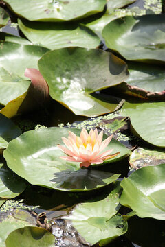 池塘睡蓮花開(kāi)