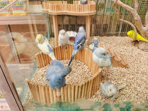 木屋藍鸚