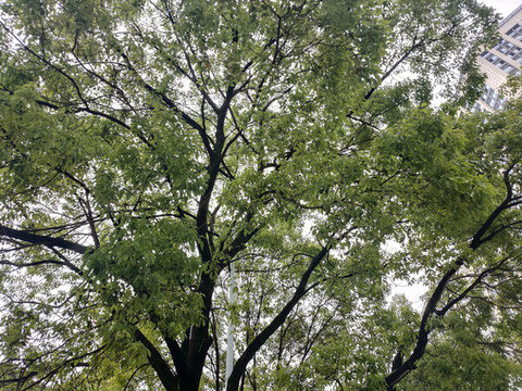 仰拍大樹