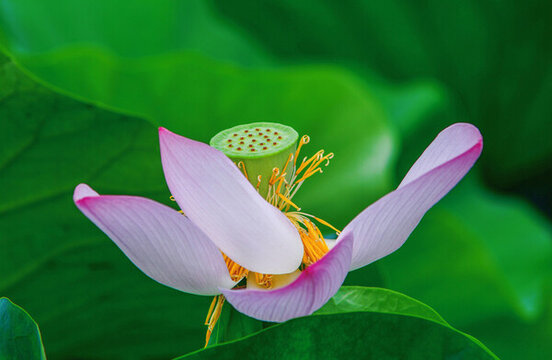 夏荷