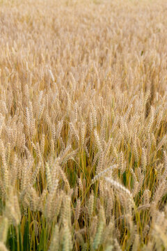 小麦作物