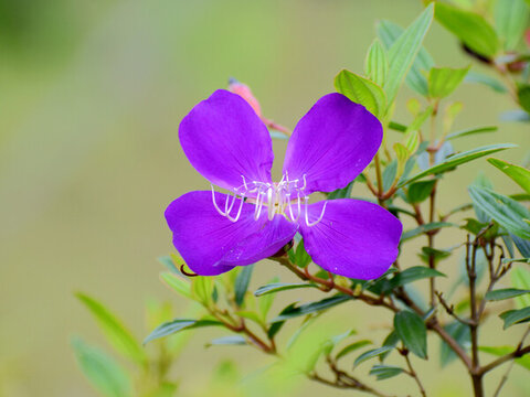 藍(lán)色花