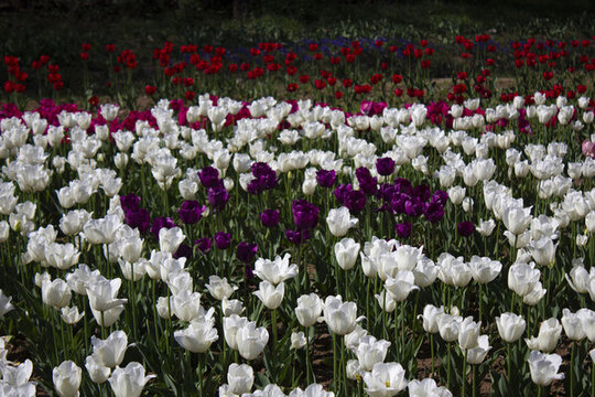 郁金香花海