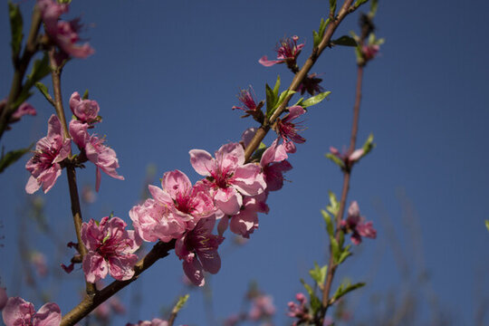 灼灼芬華