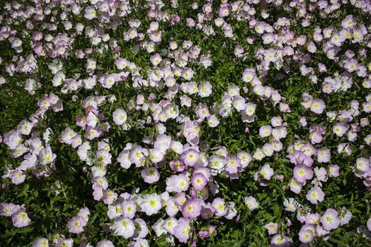 月見花海