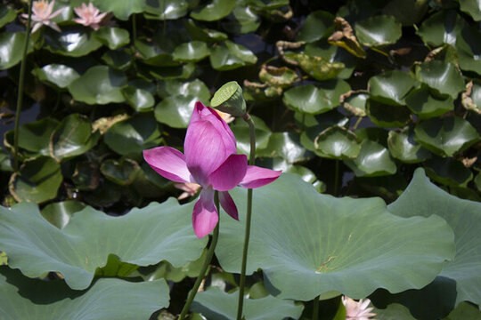 出水芙蓉
