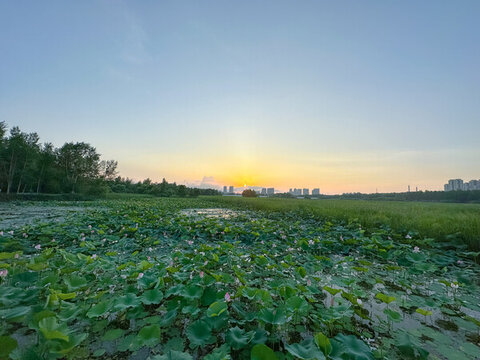 夕陽(yáng)荷塘荷花