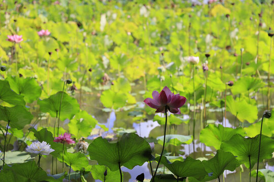 雞蛋花