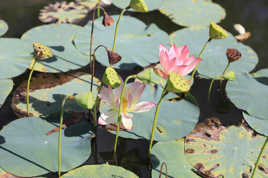 荷花