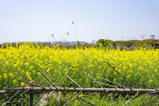 油菜花
