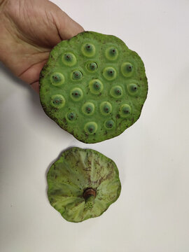 蓮蓬果實(shí)