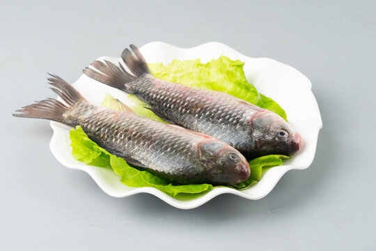 生鮮魚鯽魚