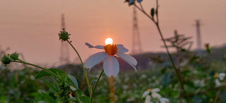 菊花夕陽背景