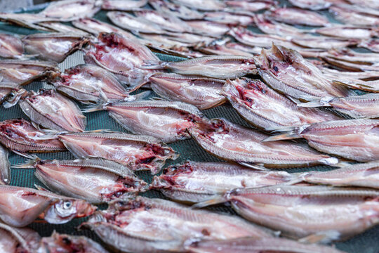 白魚干