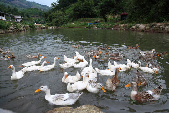 水鴨喂養(yǎng)