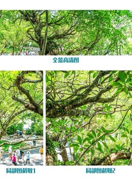 肇慶攬勝牌坊處的百年雞蛋花樹(shù)