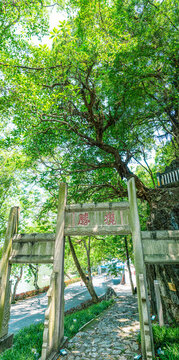 攬勝牌坊處的百年雞蛋花樹(shù)