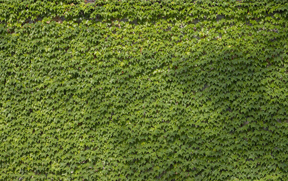 绿色植被背景墙