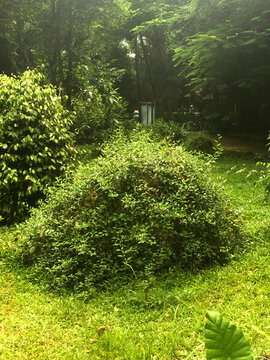 綠植