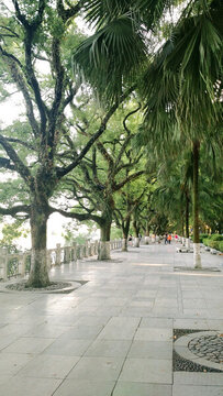 林蔭道路