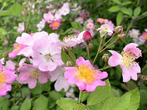粉團(tuán)薔薇