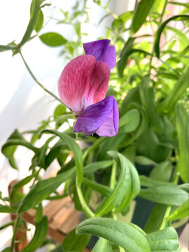 豌豆花開