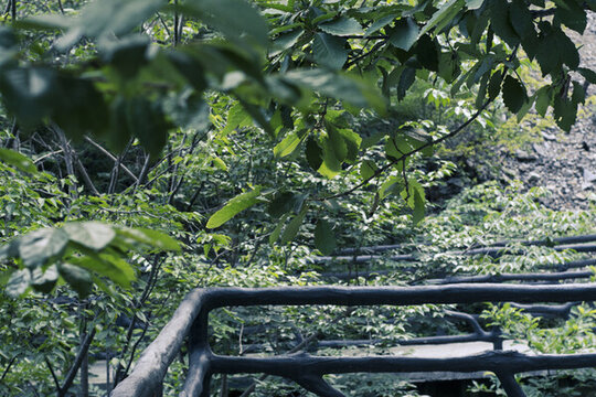 綠色葉子風(fēng)景圖