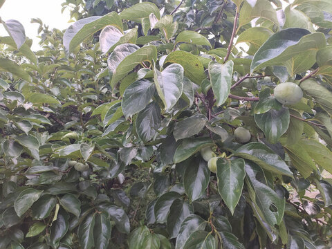 柿子樹