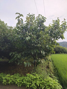 柿子樹