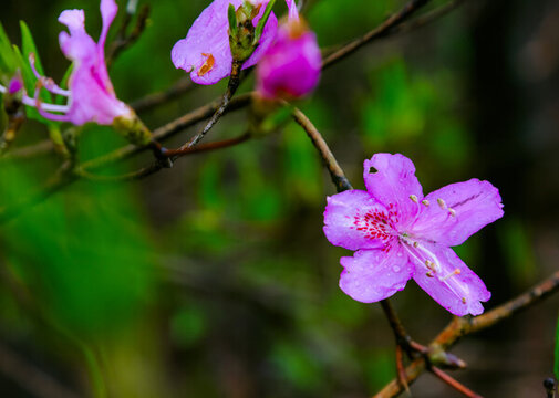 杜鵑花開(kāi)