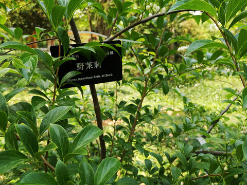 野茉莉