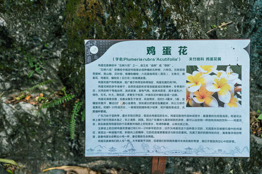 雞蛋花簡(jiǎn)介牌
