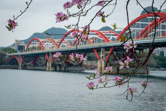 紫荊花開的柳州