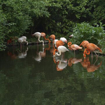 池塘中的火烈鳥