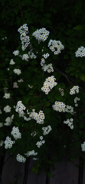 路邊小花