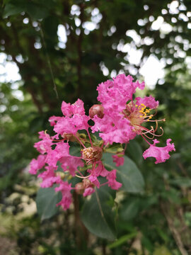 紫荊花