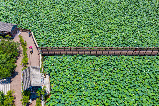 航拍夏日荷塘碧綠荷葉觀景棧道