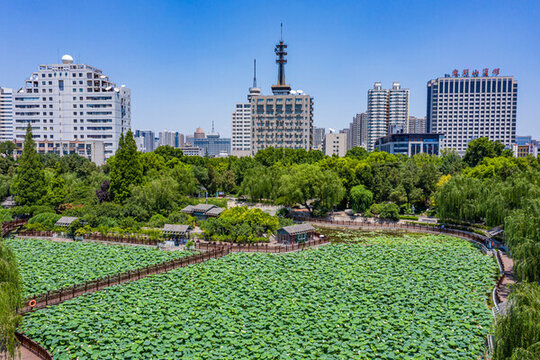 航拍夏日荷塘碧綠荷葉觀景棧道