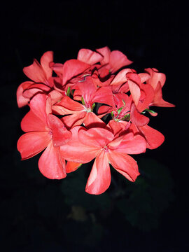 花簇