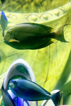 黃鰭刺尾魚