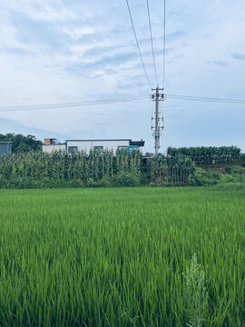 稻田風(fēng)景