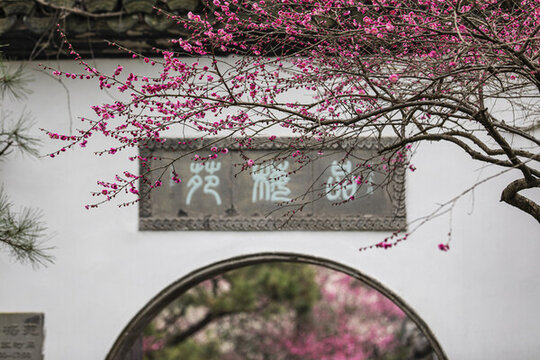 杭州靈峰探梅