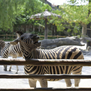 動物園的斑馬