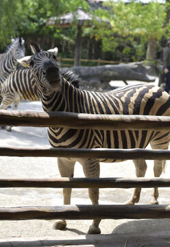 動物園的斑馬
